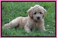 Tia Gus pups 7 wks old 151