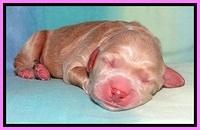Tia Gus pups newborn 121
