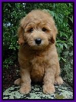 Saddler family: Coco Brown Saddler