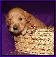 Purple 3 wks (6)