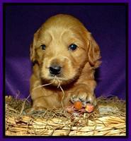 Purple 3 wks