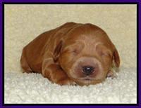 Tia Gus pups 1 wk old 111