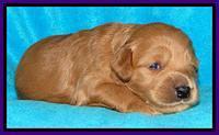 Tia Gus pups 2 wks old 180