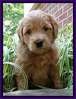 Tia Gus pups 5 wks old 190