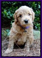 Tia Gus pups 5 wks old 210