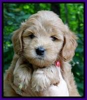 Tia Gus pups 6 wks old 211