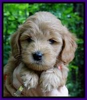 Tia Gus pups 6 wks old 221