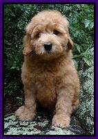 Tia Gus pups 8 wks old 63