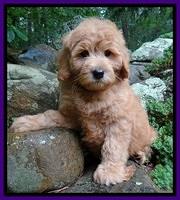 Tia Gus pups 8 wks old 93