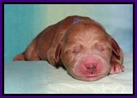 Tia Gus pups newborn 141
