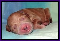 Tia Gus pups newborn 151