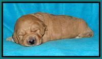 Tia Gus pups 2 wks old 230