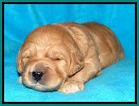 Tia Gus pups 2 wks old 260