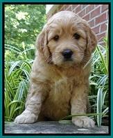 Tia Gus pups 5 wks old 220