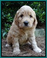 Tia Gus pups 5 wks old 230