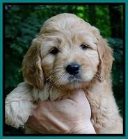 Tia Gus pups 6 wks old 141