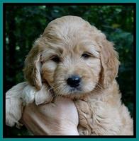 Tia Gus pups 6 wks old 151