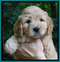 Tia Gus pups 6 wks old 161