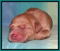 Tia Gus pups newborn 181