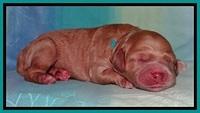 Tia Gus pups newborn 191