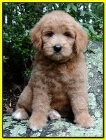 Collins family: Darcy