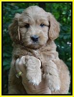 Tia Gus pups 6 wks old 181