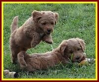 Tia Gus pups 7 wks old 161