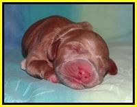 Tia Gus pups newborn 201