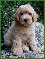 SCL Future breeder: Daydream believer "Dreamer"