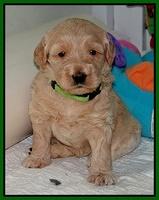 Emmie Gus pups 3 wks old 004