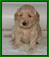 Emmie Gus pups 3 wks old 018