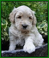 Emmie Gus pups 4 wks old 028