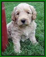 Emmie Gus pups 5 wks old 211