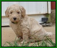 Emmie Gus pups 5 wks old 271