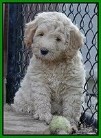 Emmie Gus pups 7 wks old 221