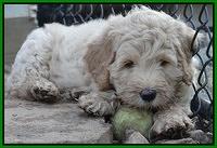 Emmie Gus pups 7 wks old 231
