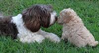 Emmie Gus pups 7 wks old 241