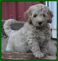 Emmie Gus pups 7 wks old 251