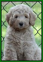 Emmie Gus pups 7 wks old 271