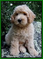 Emmie Gus pups 8 wks old 010