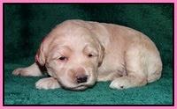 Emmie Gus pups 2 wks old 016