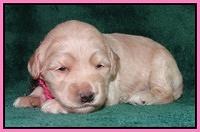 Emmie Gus pups 2 wks old 017