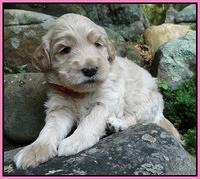 Emmie Gus pups 3 wks old 003
