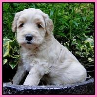 Emmie Gus pups 4 wks old 010