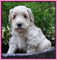 Emmie Gus pups 4 wks old 015