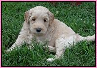 Emmie Gus pups 5 wks old 31