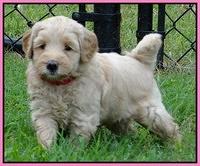 Emmie Gus pups 5 wks old 61