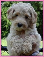 Emmie Gus pups 6 wks old 61