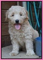 Emmie Gus pups 7 wks old 1 026