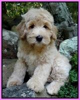 Emmie Gus pups 8 wks old 018